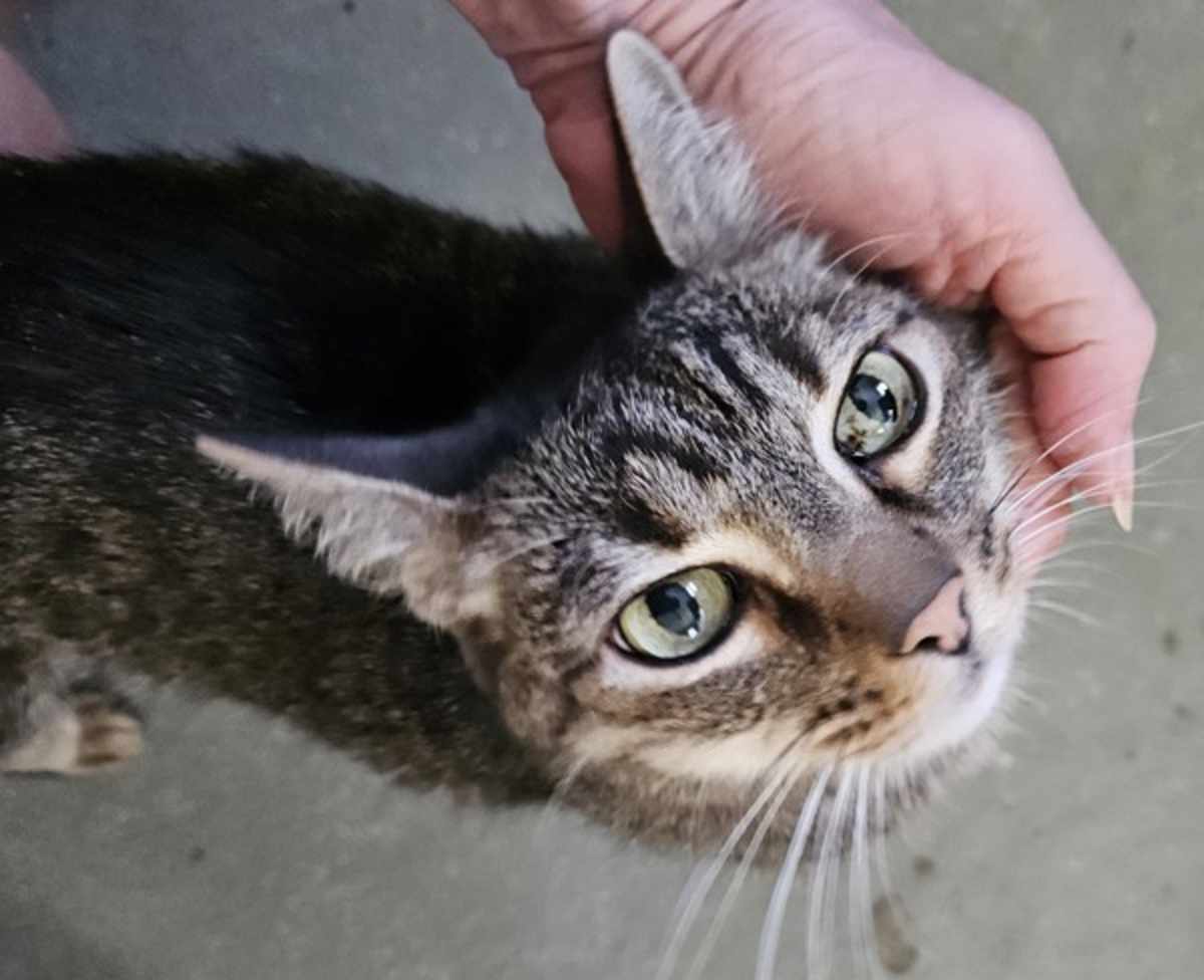ANGUS - Domestic Shorthair available for adoption