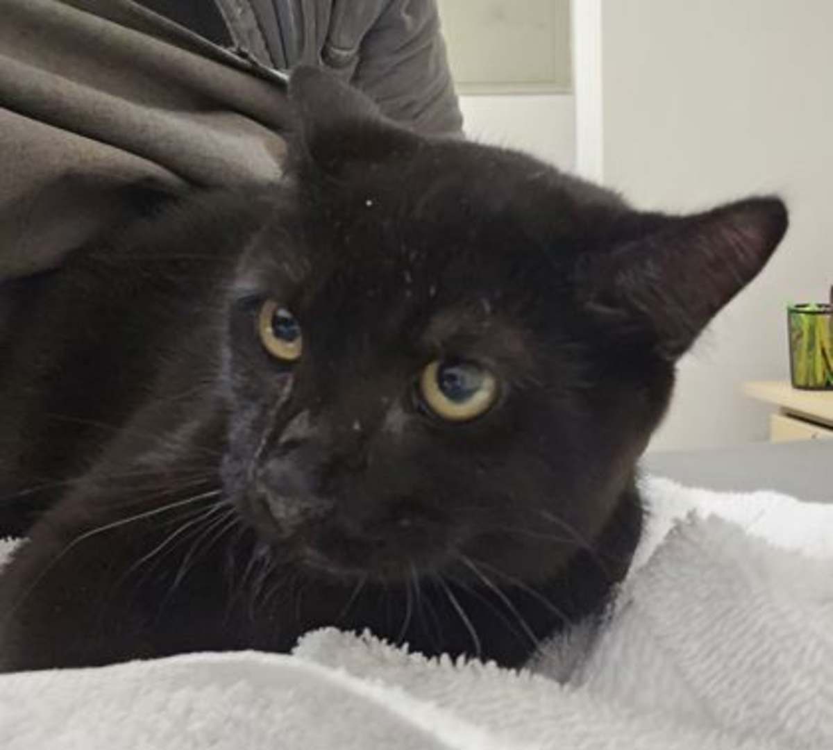 BOYSENBERRY JAM - Domestic Shorthair available for adoption