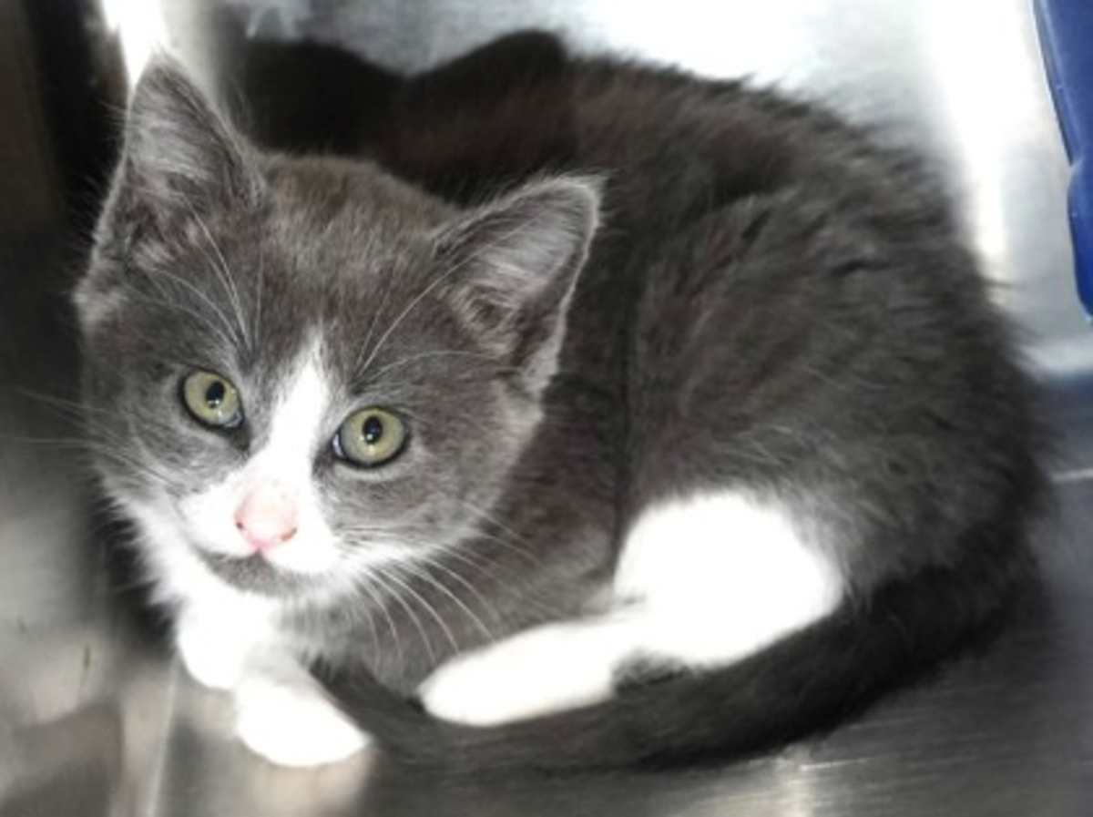 AGAVE - Domestic Shorthair available for adoption