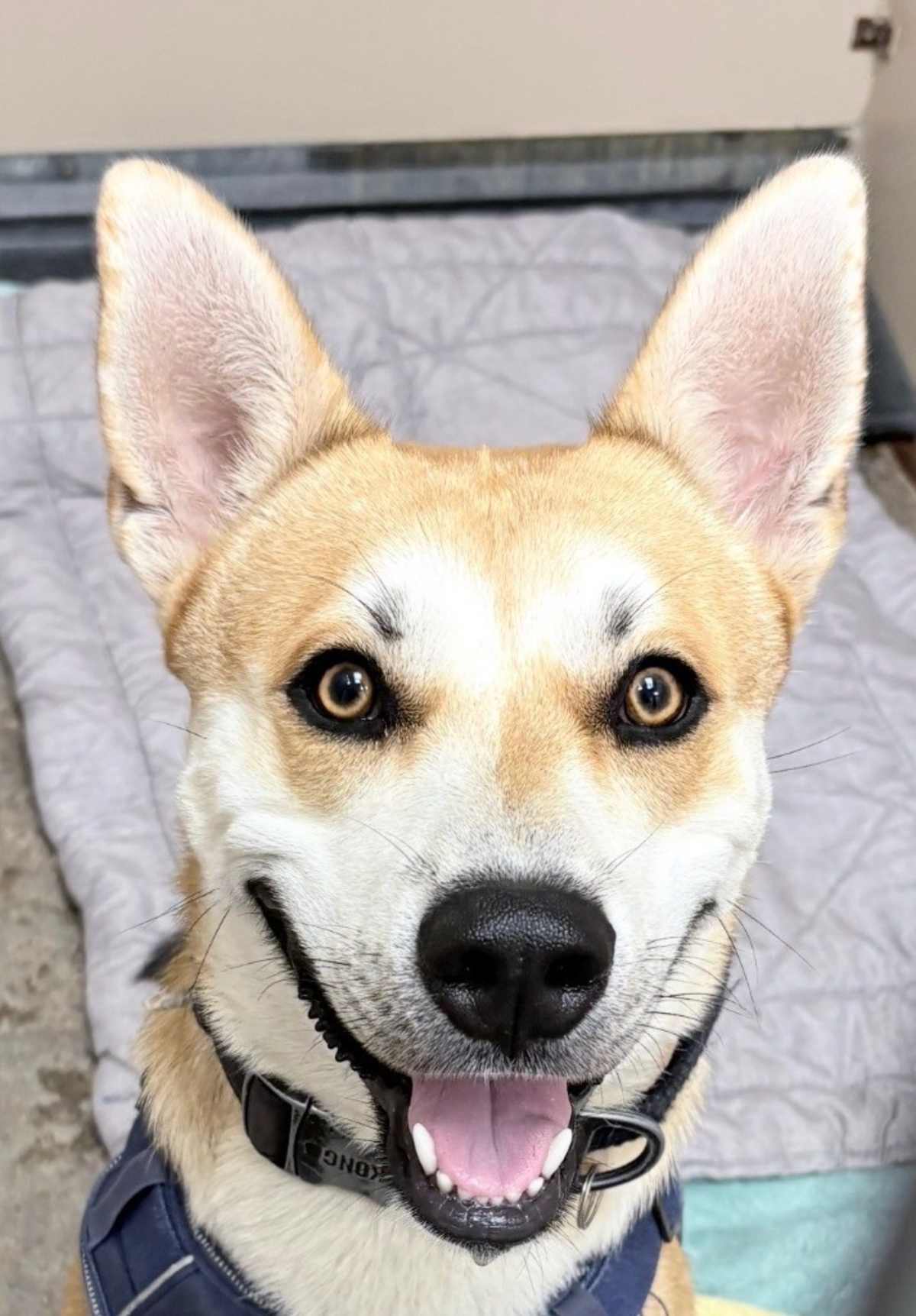 SHILOH - Shiba Inu / Husky for adoption in Fort Worth