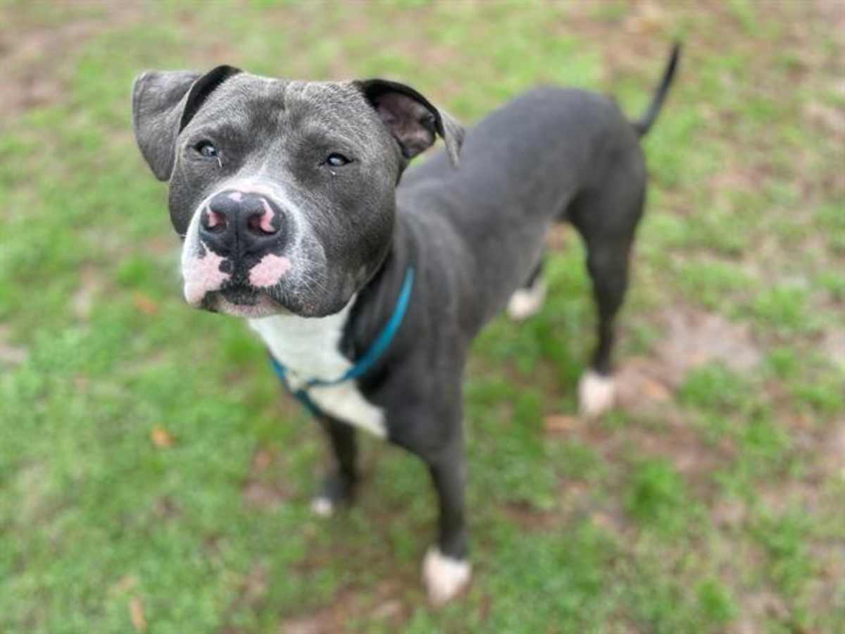 ELVIS - American Pit Bull Terrier available for adoption