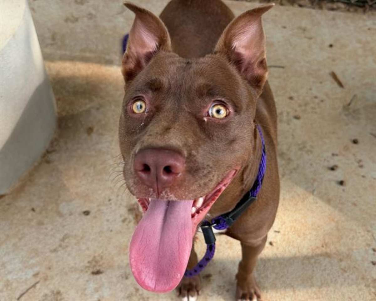 MEG - American Pit Bull Terrier available for adoption