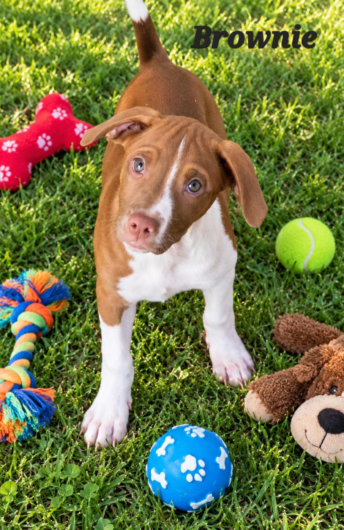 BROWNIE - American Pit Bull Terrier / Labrador Retriever available for adoption