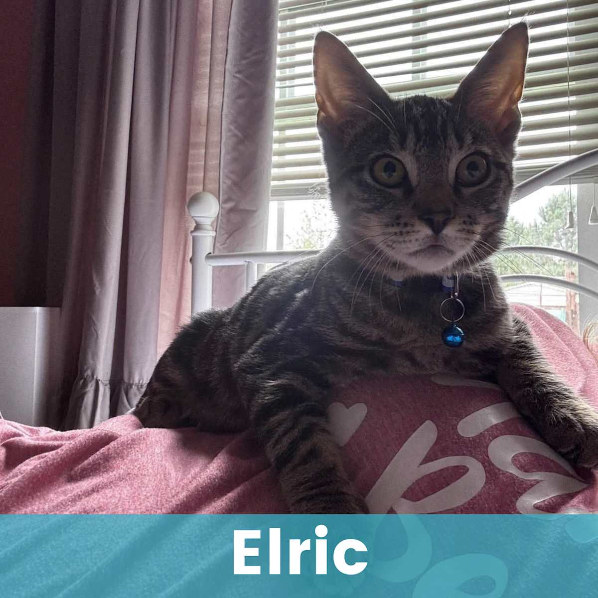 ELRIC - Domestic Shorthair available for adoption