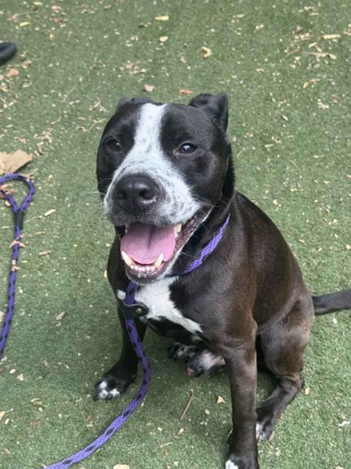 BUSTER - American Pit Bull Terrier available for adoption