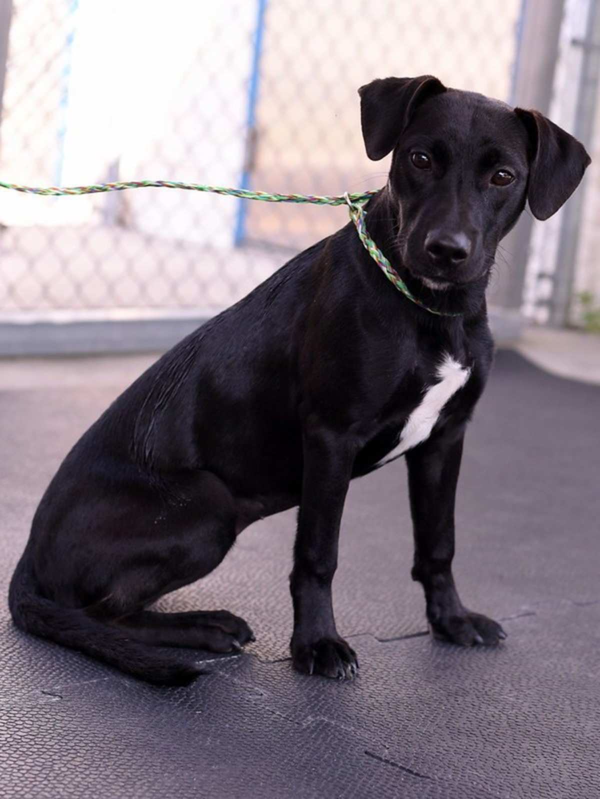 FRECKLES - Labrador Retriever available for adoption