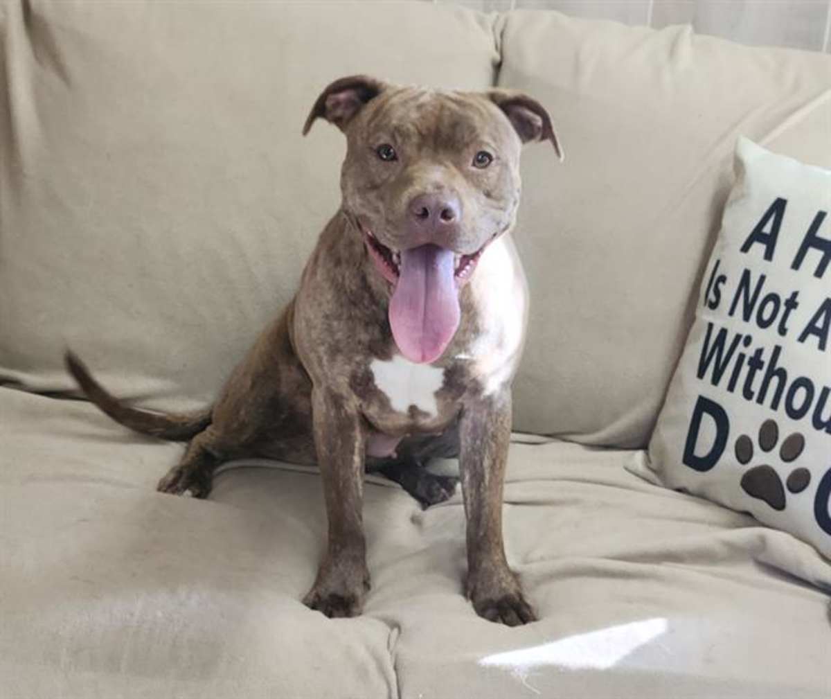 DOLLY - American Pit Bull Terrier available for adoption