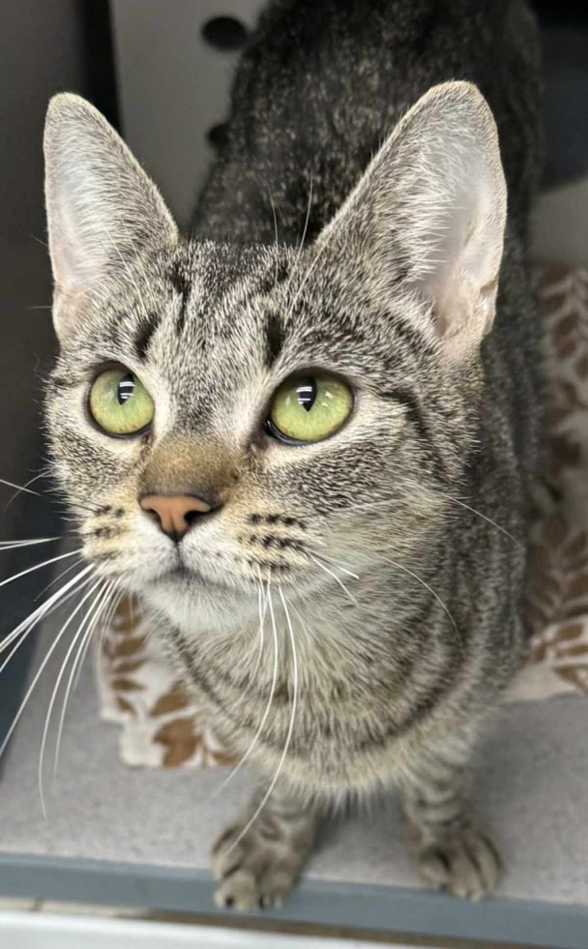 LEONA - Domestic Shorthair available for adoption