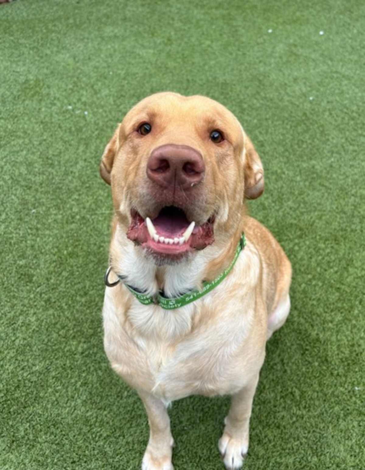CANYON - Labrador Retriever available for adoption