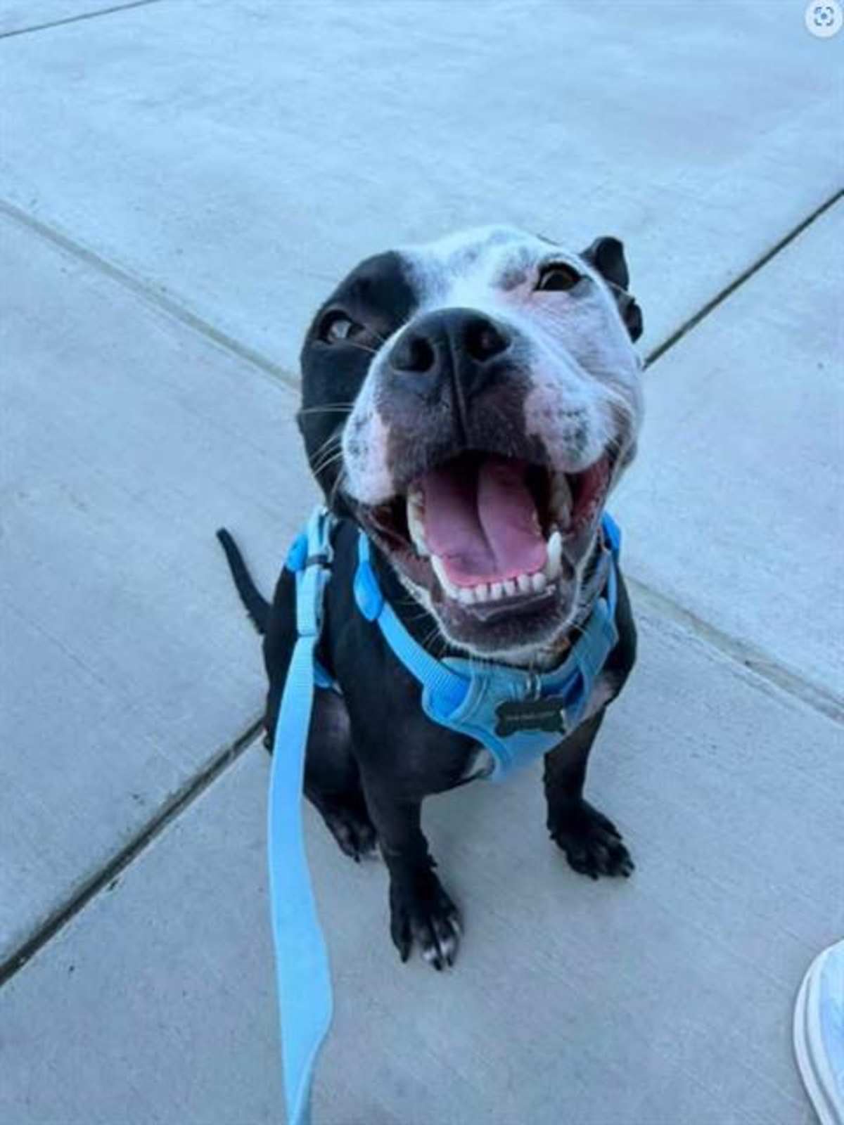 OLLIE - American Pit Bull Terrier available for adoption