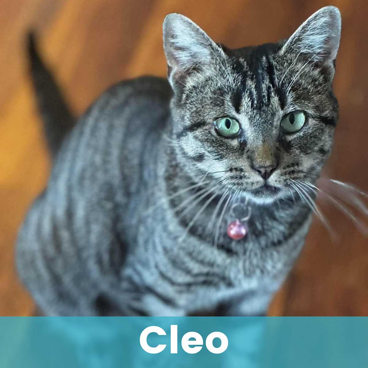 CLEO - Domestic Shorthair available for adoption