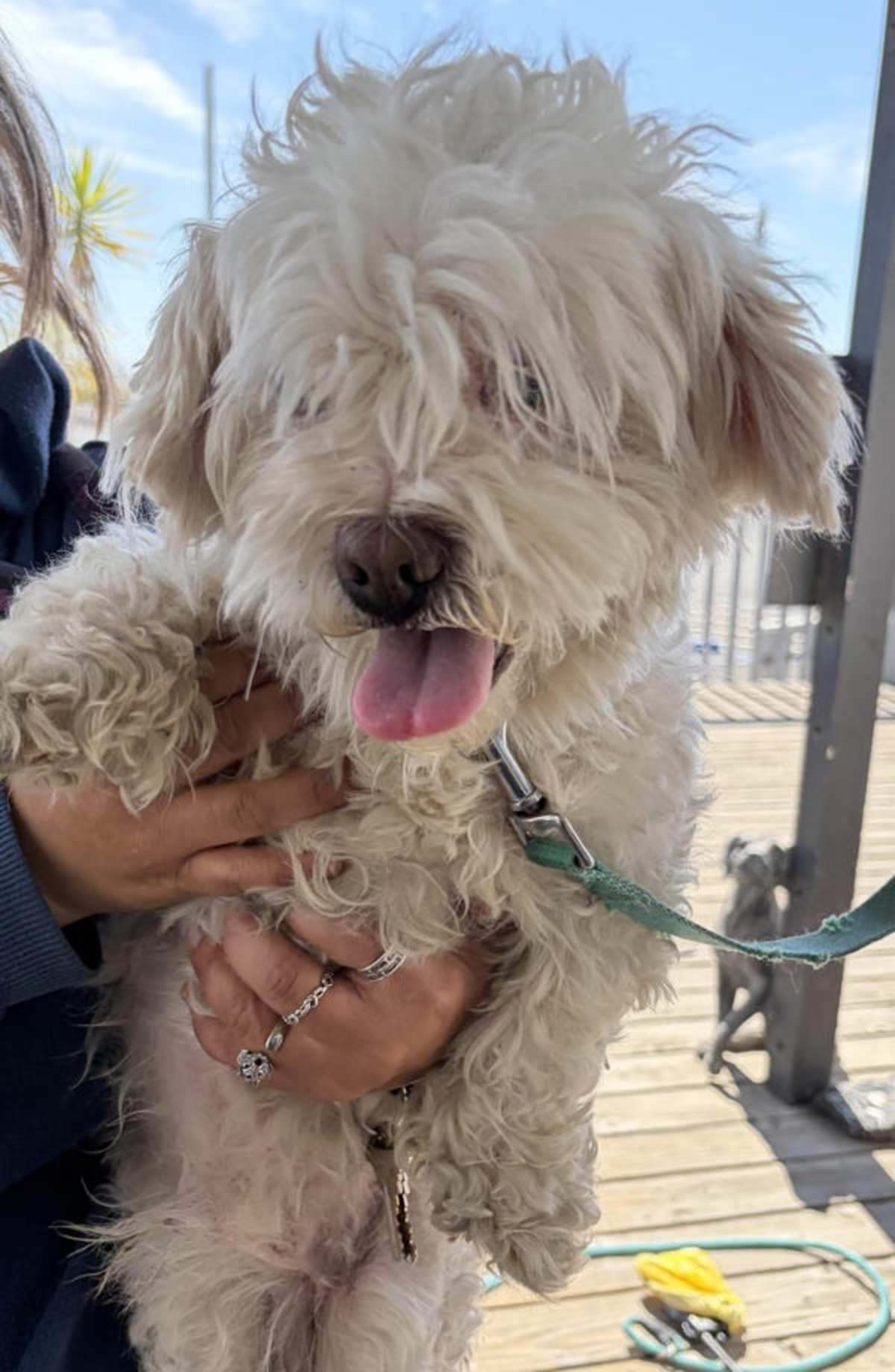 PHIL COLLINS - Shih Tzu available for adoption