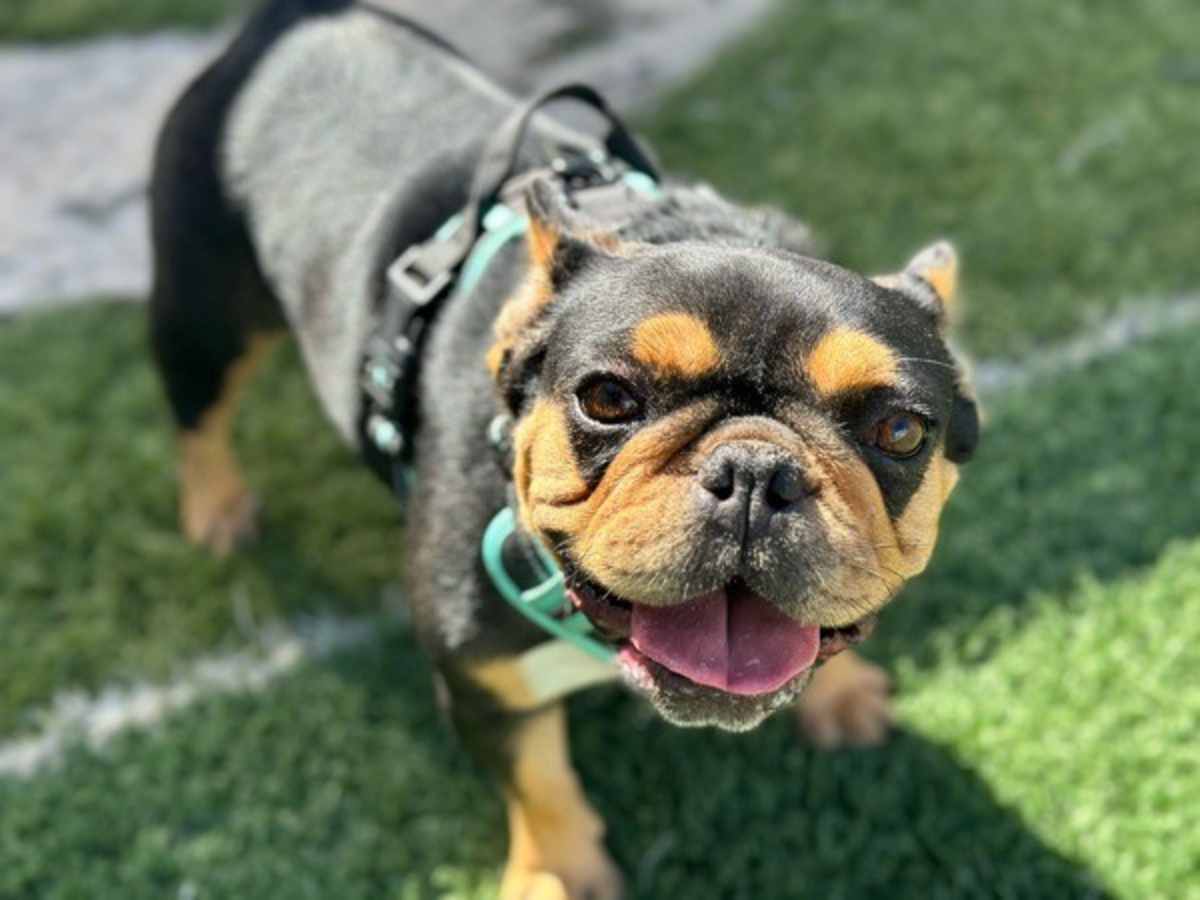 CYNDI LAUPER - French Bulldog available for adoption