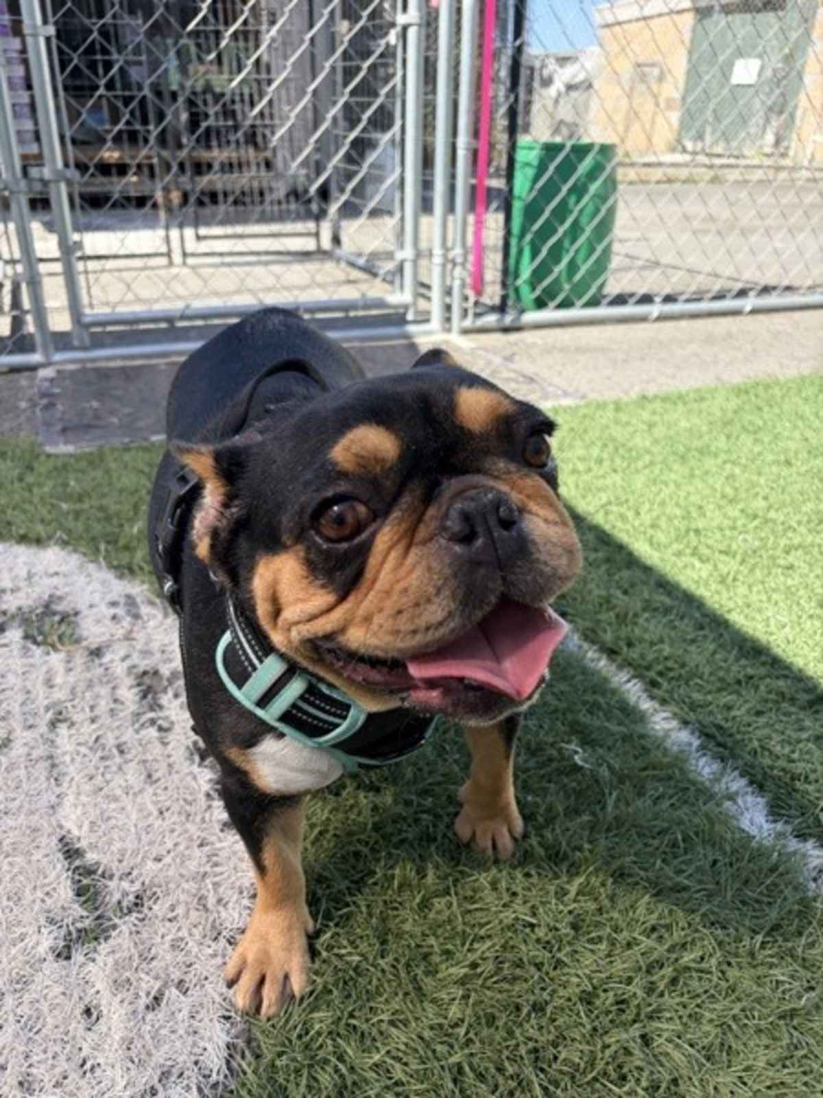 CYNDI LAUPER - French Bulldog available for adoption