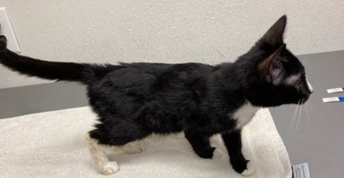 BILLY BOB - Domestic Shorthair available for adoption