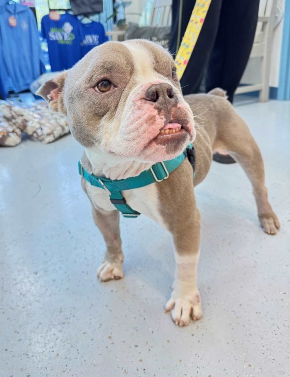 OSCAR - English Bulldog / French Bulldog available for adoption