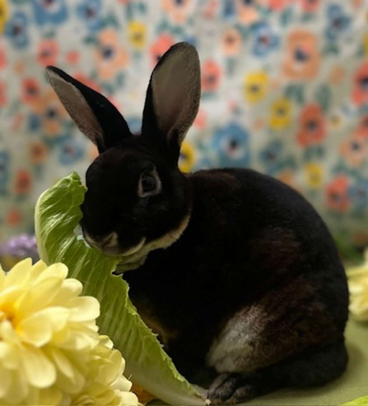 BEETLE - Mini Rex available for adoption