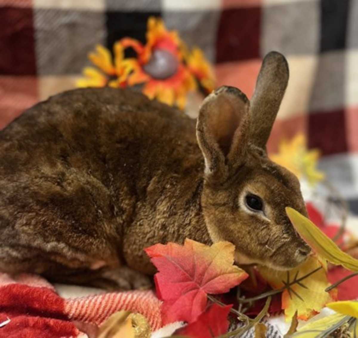DIMITRI - Mini Rex available for adoption