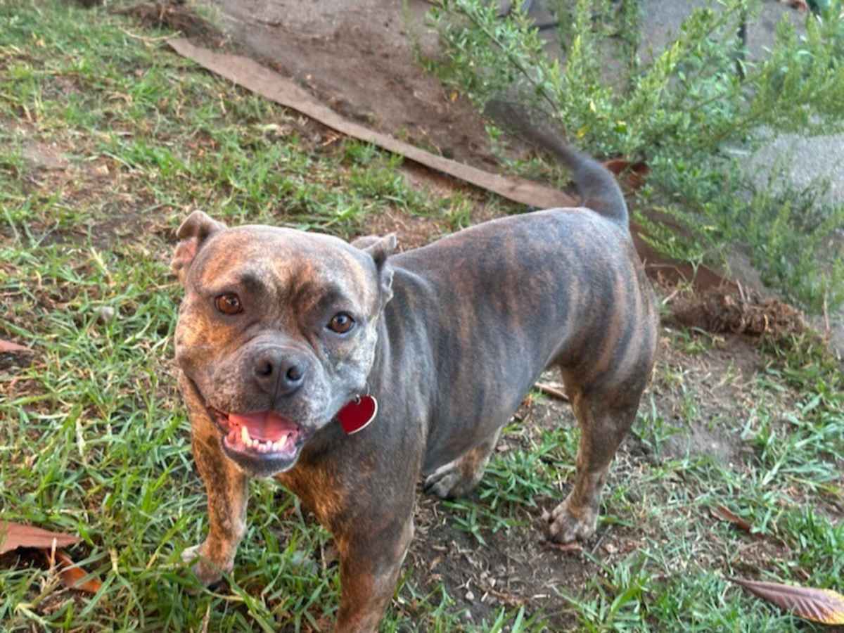 BAMBI - French Bulldog available for adoption