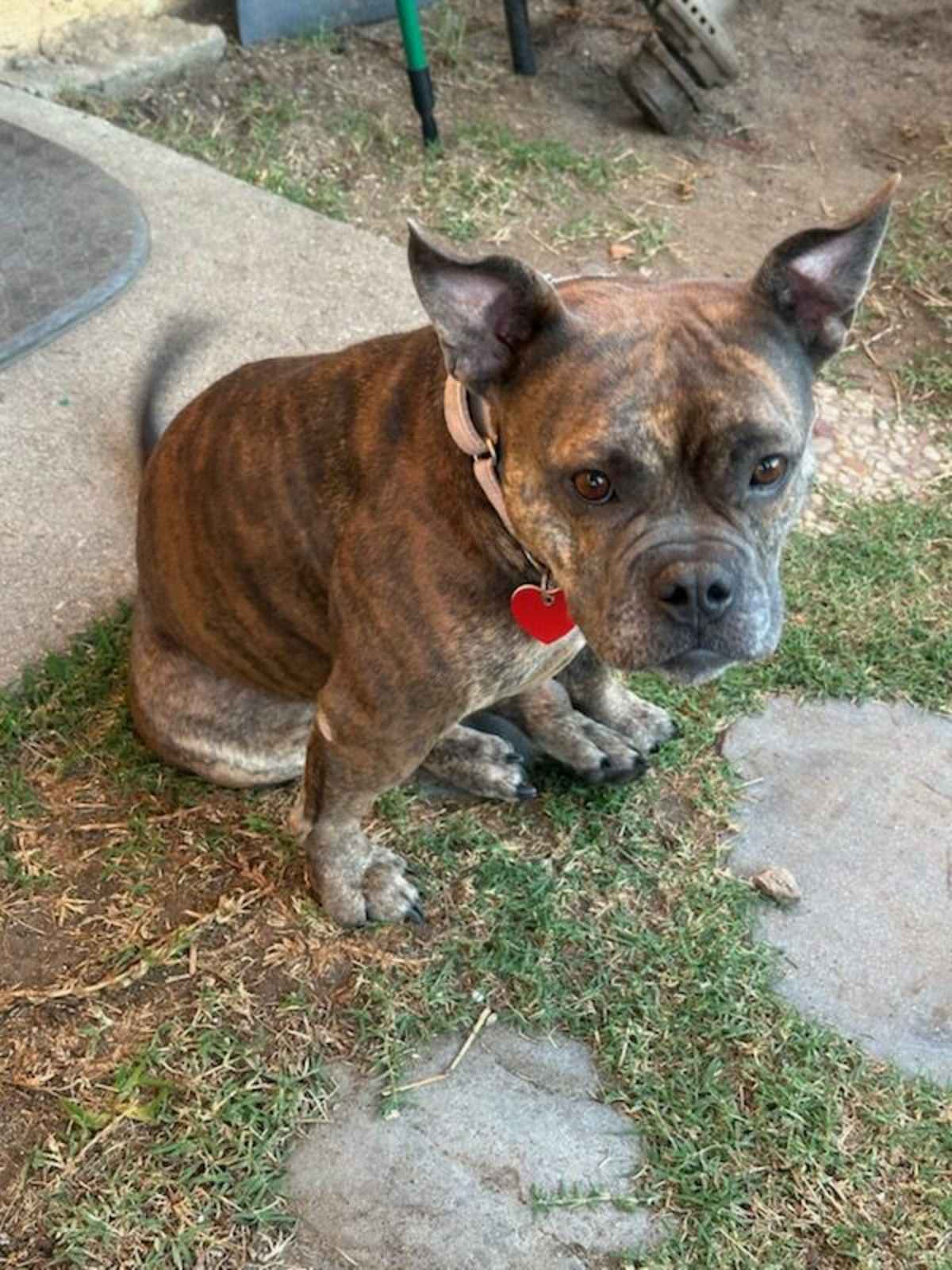 BAMBI - French Bulldog available for adoption