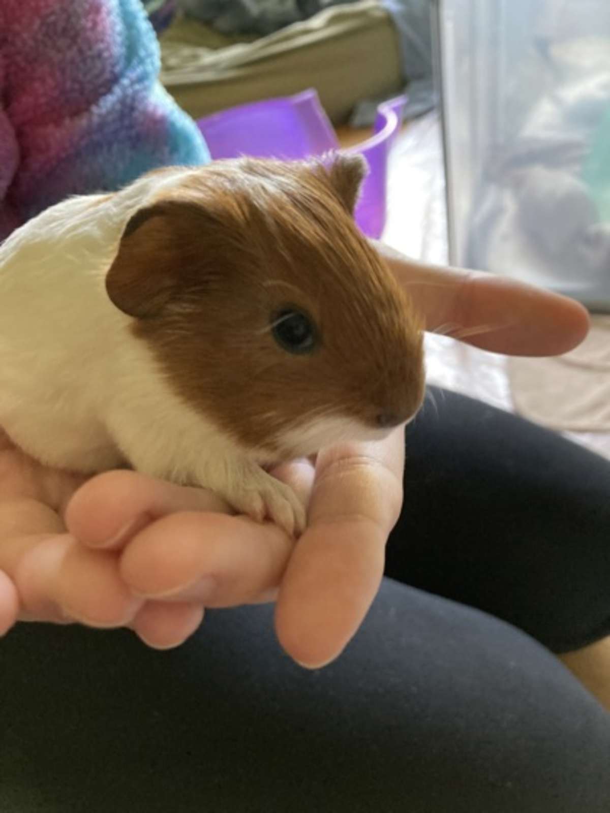 BERGAMOT - Guinea Pig available for adoption