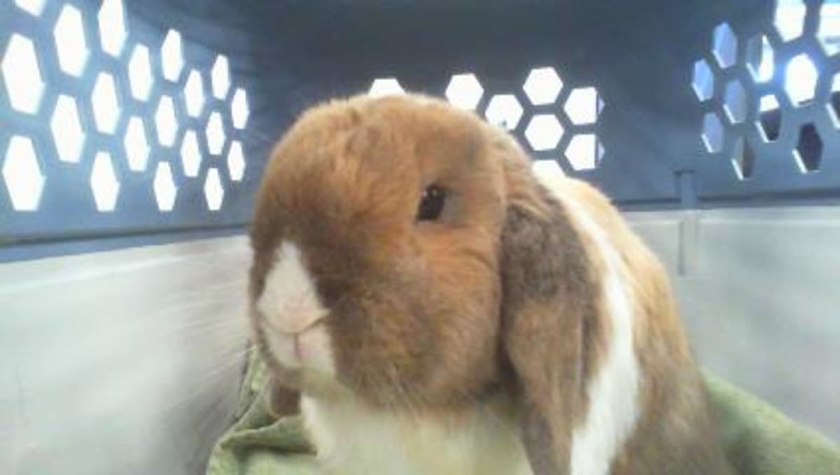 UNNAMED - Other / Unknown available for adoption