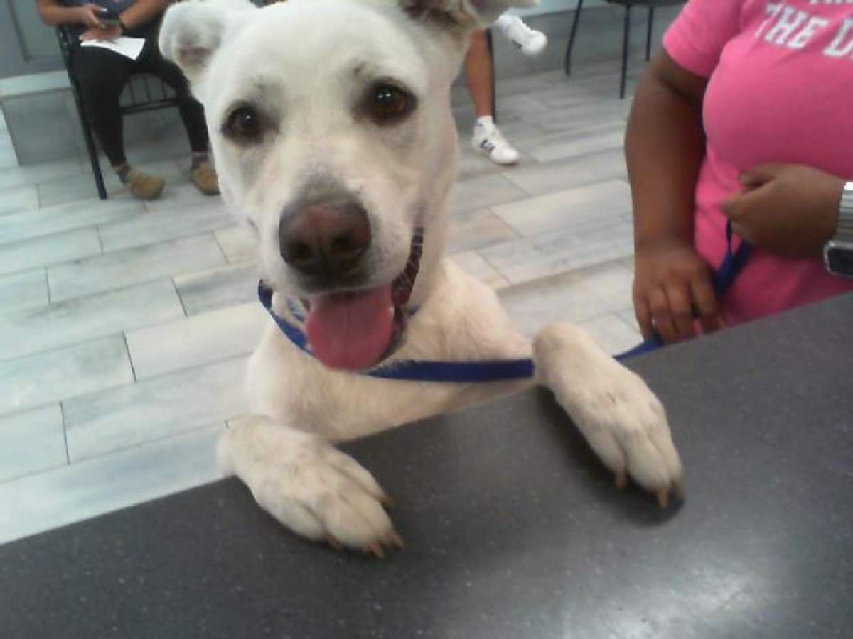 UNNAMED - Labrador Retriever available for adoption