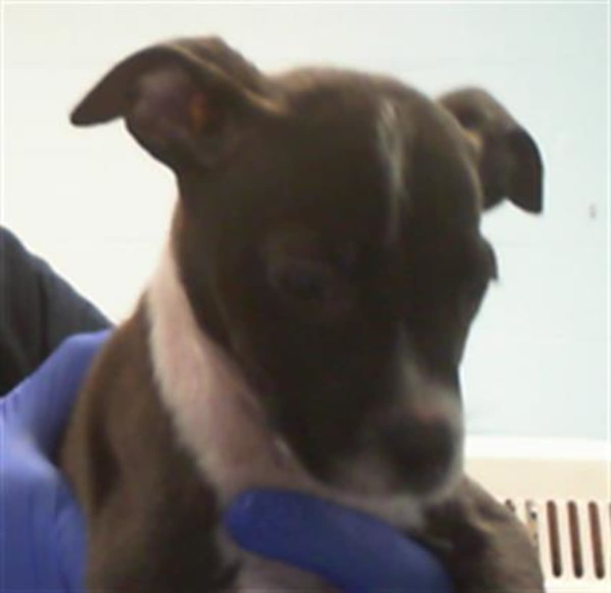 JOEY - Mixed Breed (Medium) available for adoption