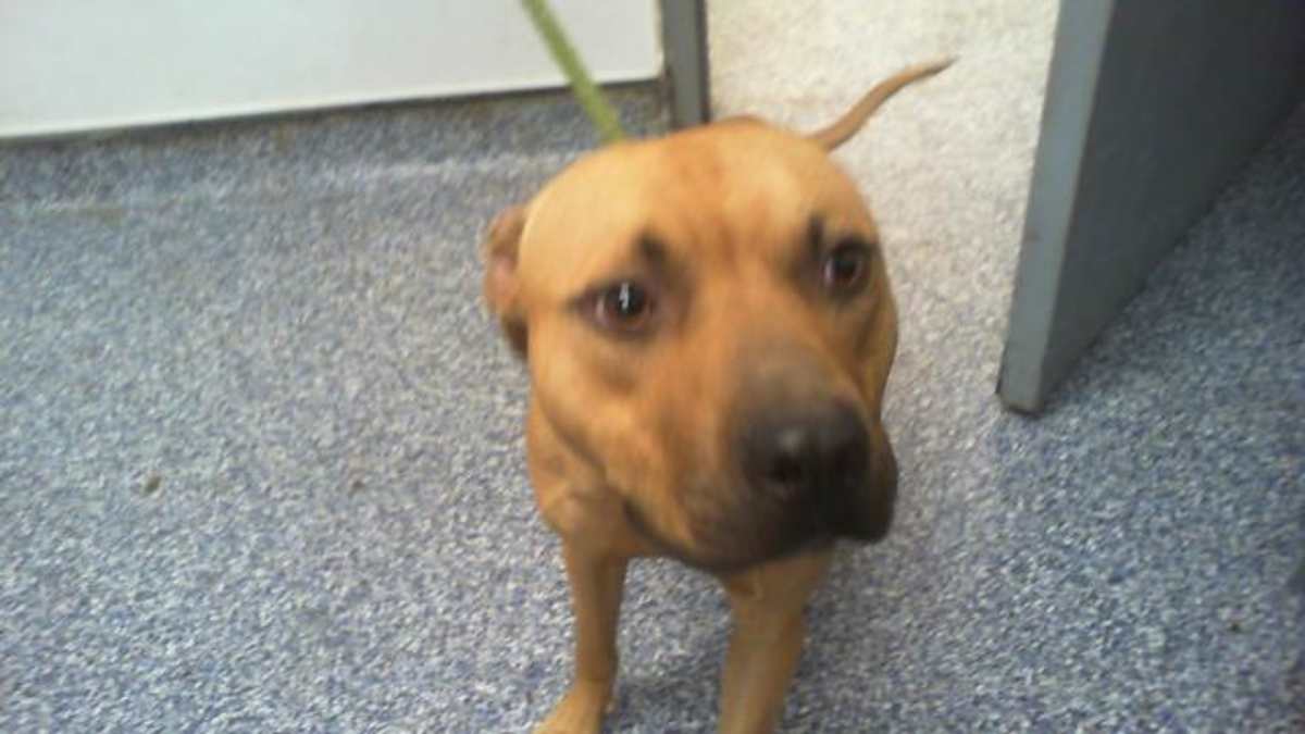 UNNAMED - American Pit Bull Terrier available for adoption