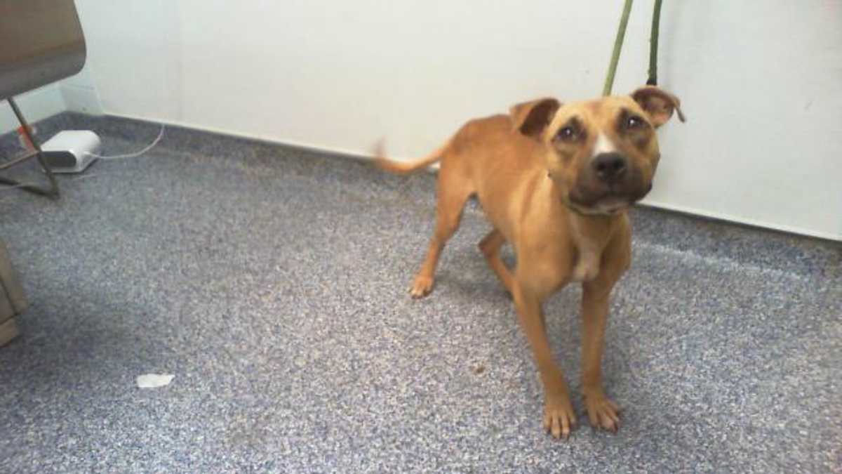 UNNAMED - American Pit Bull Terrier available for adoption
