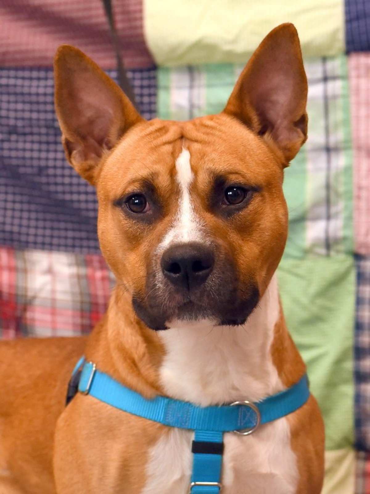 BOW WOW - American Pit Bull Terrier available for adoption