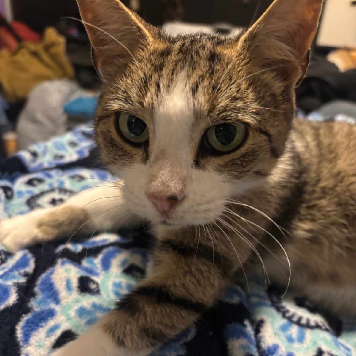 SOAPY (SOPHIE) - Domestic Shorthair available for adoption