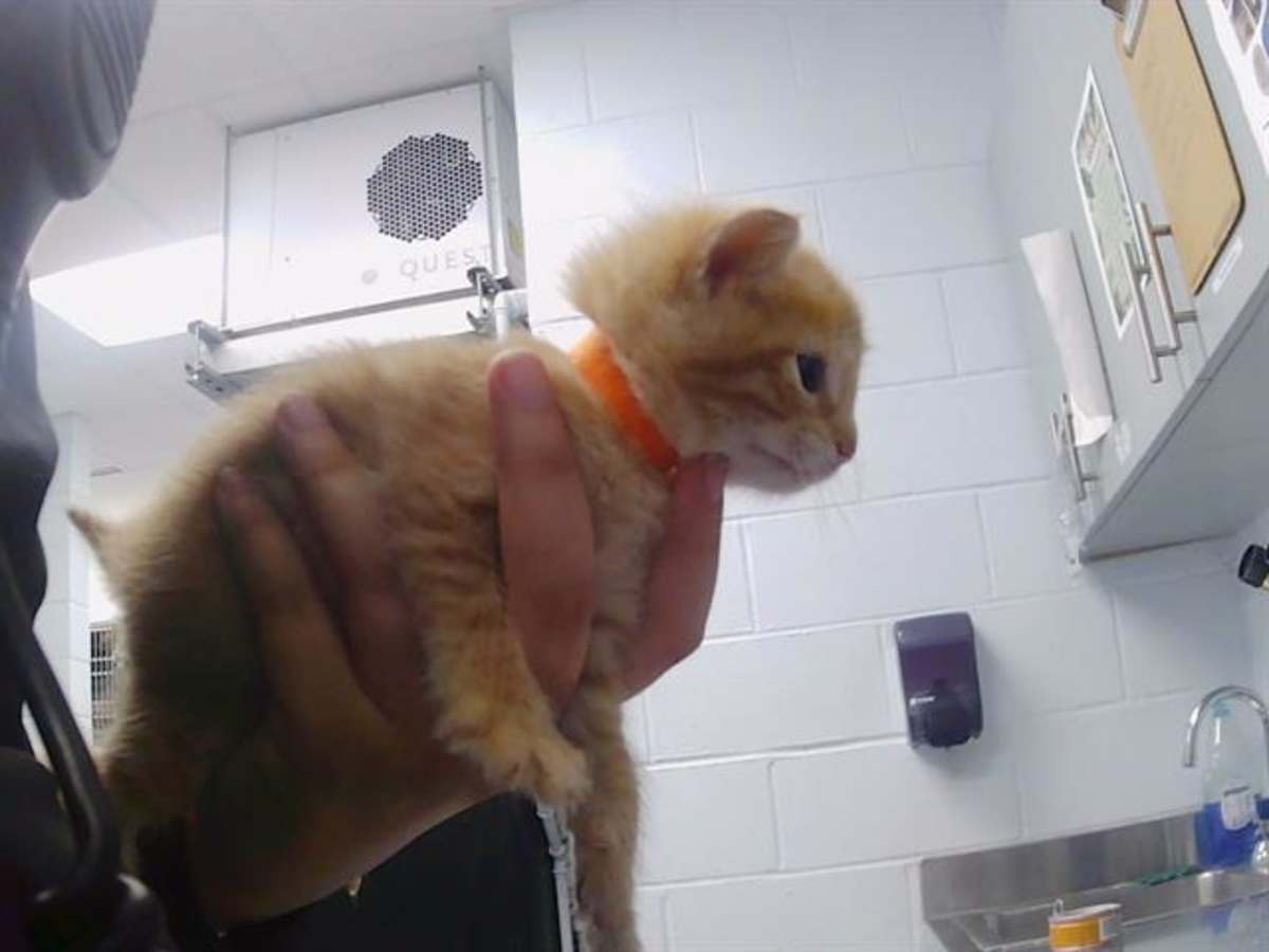 YUZU - Domestic Shorthair available for adoption