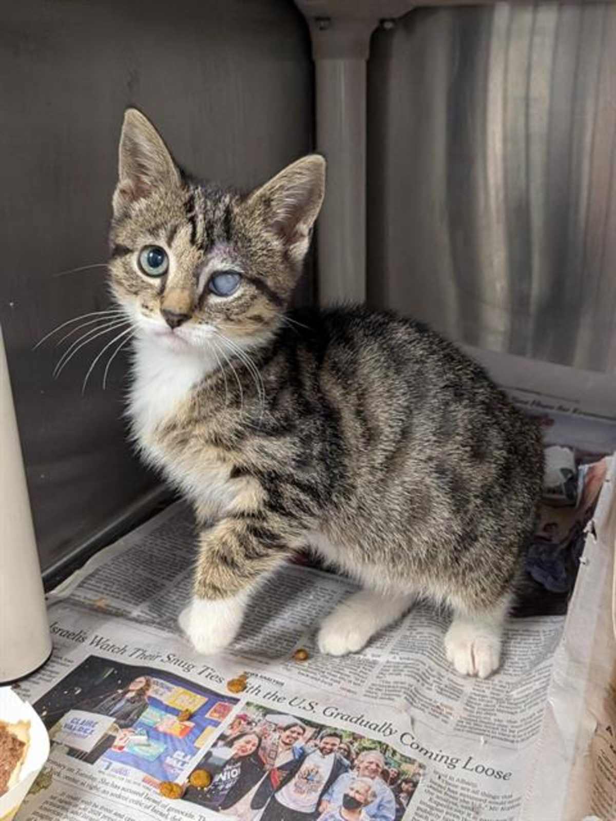 THISTLE - Domestic Shorthair available for adoption