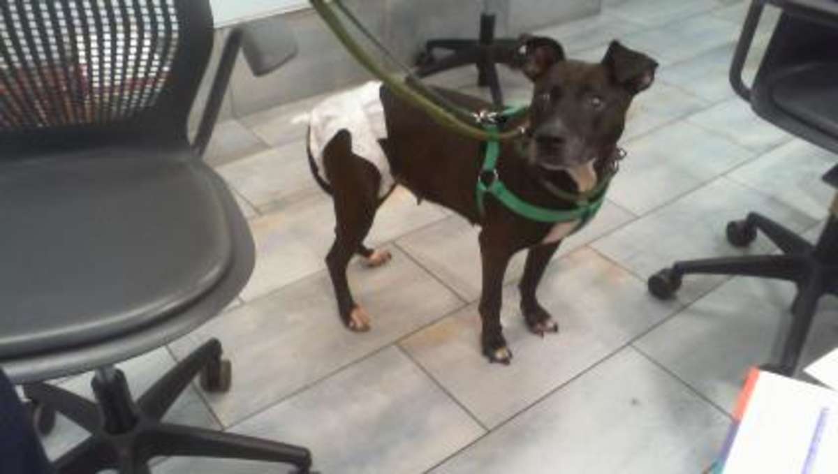 SASHA - American Bulldog available for adoption