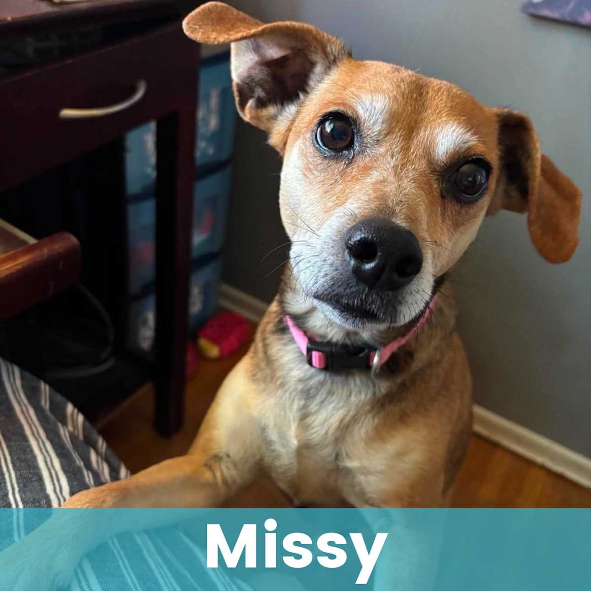MISSY - Mixed Breed (Medium) available for adoption