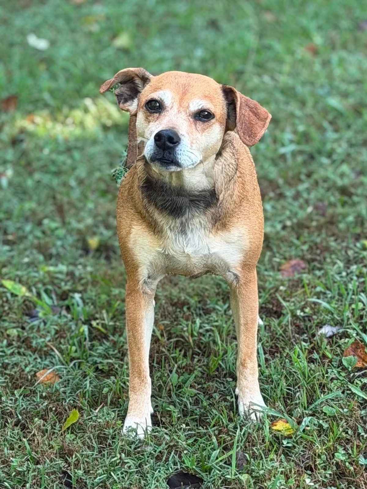 MISSY - Mixed Breed (Medium) available for adoption