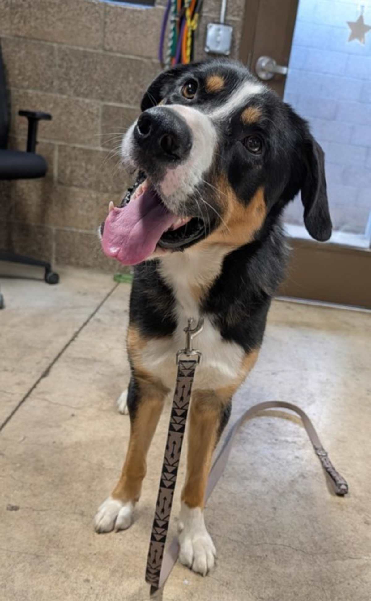 DUKE - Mixed Breed (Medium) available for adoption