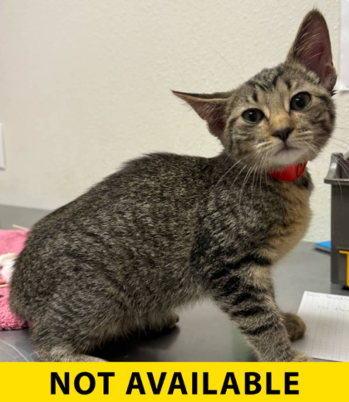 CHIPMONK - Domestic Shorthair available for adoption