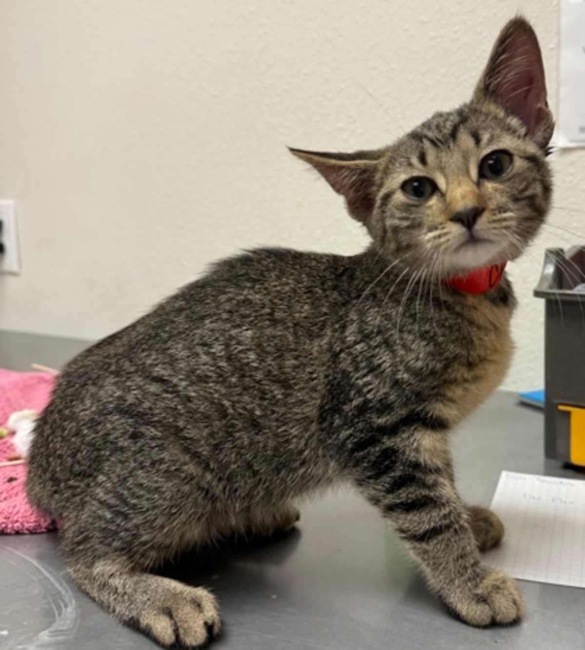 CHIPMONK - Domestic Shorthair available for adoption