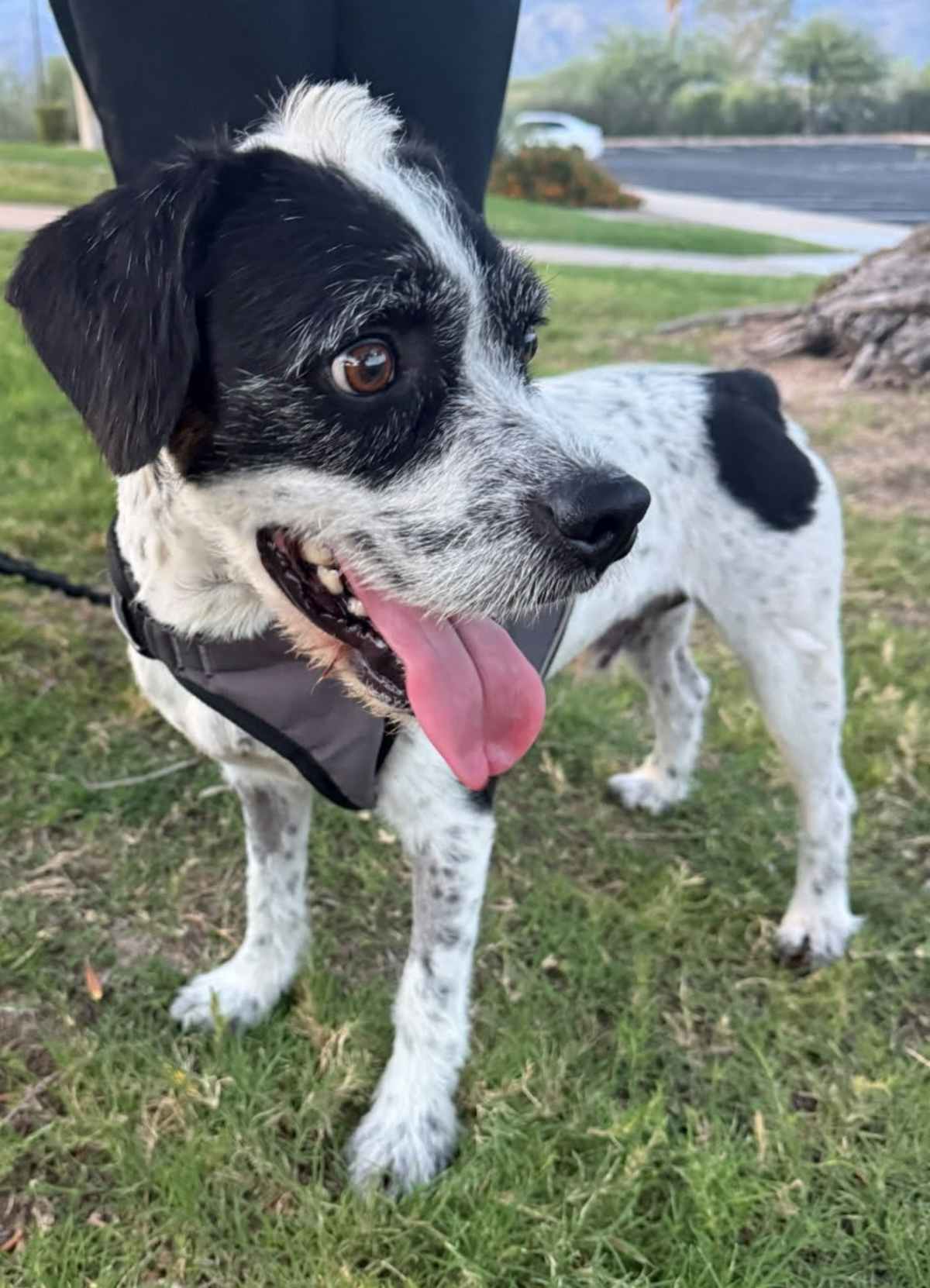 CHARLIE - Parson Russell Terrier available for adoption