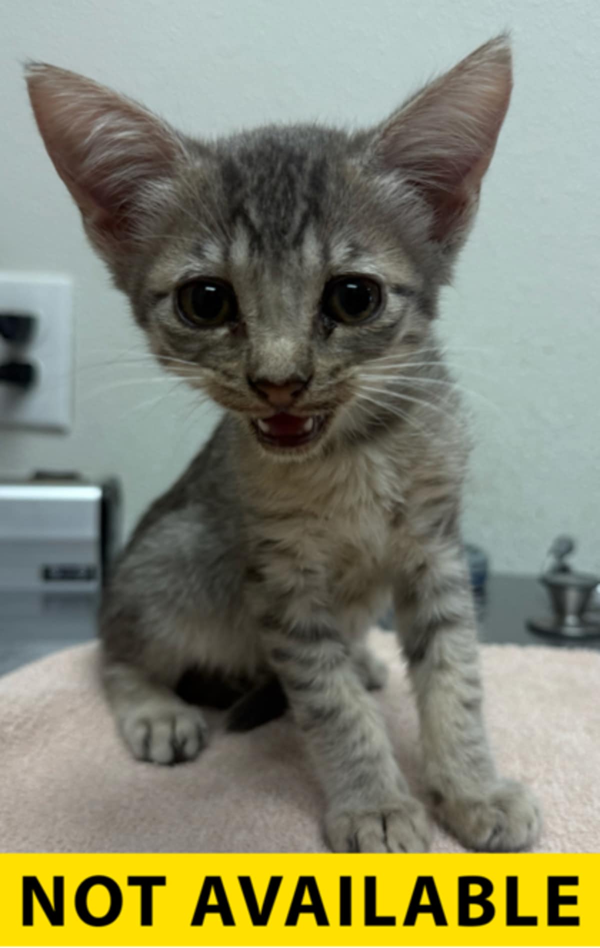 CARHARTT - Domestic Shorthair available for adoption