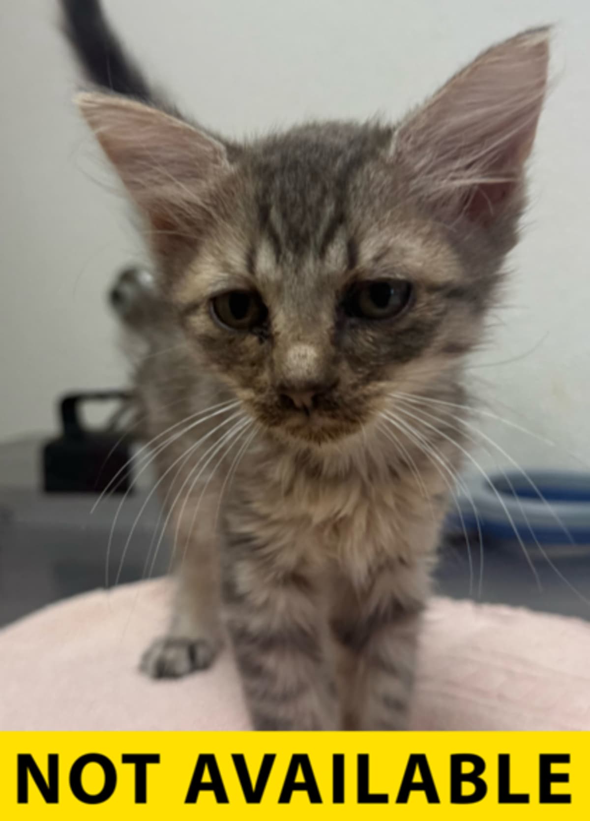 ABERCROMBIE - Domestic Mediumhair available for adoption