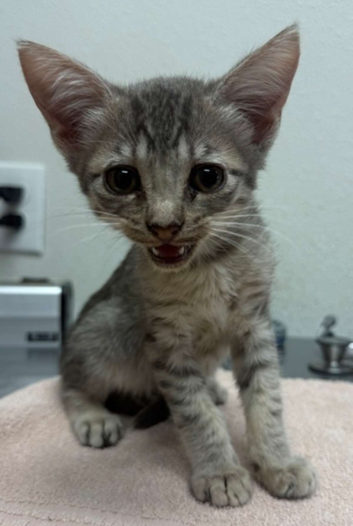 CARHARTT - Domestic Shorthair available for adoption