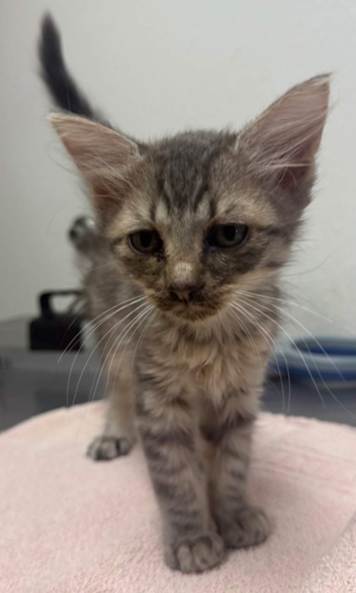 ABERCROMBIE - Domestic Mediumhair available for adoption