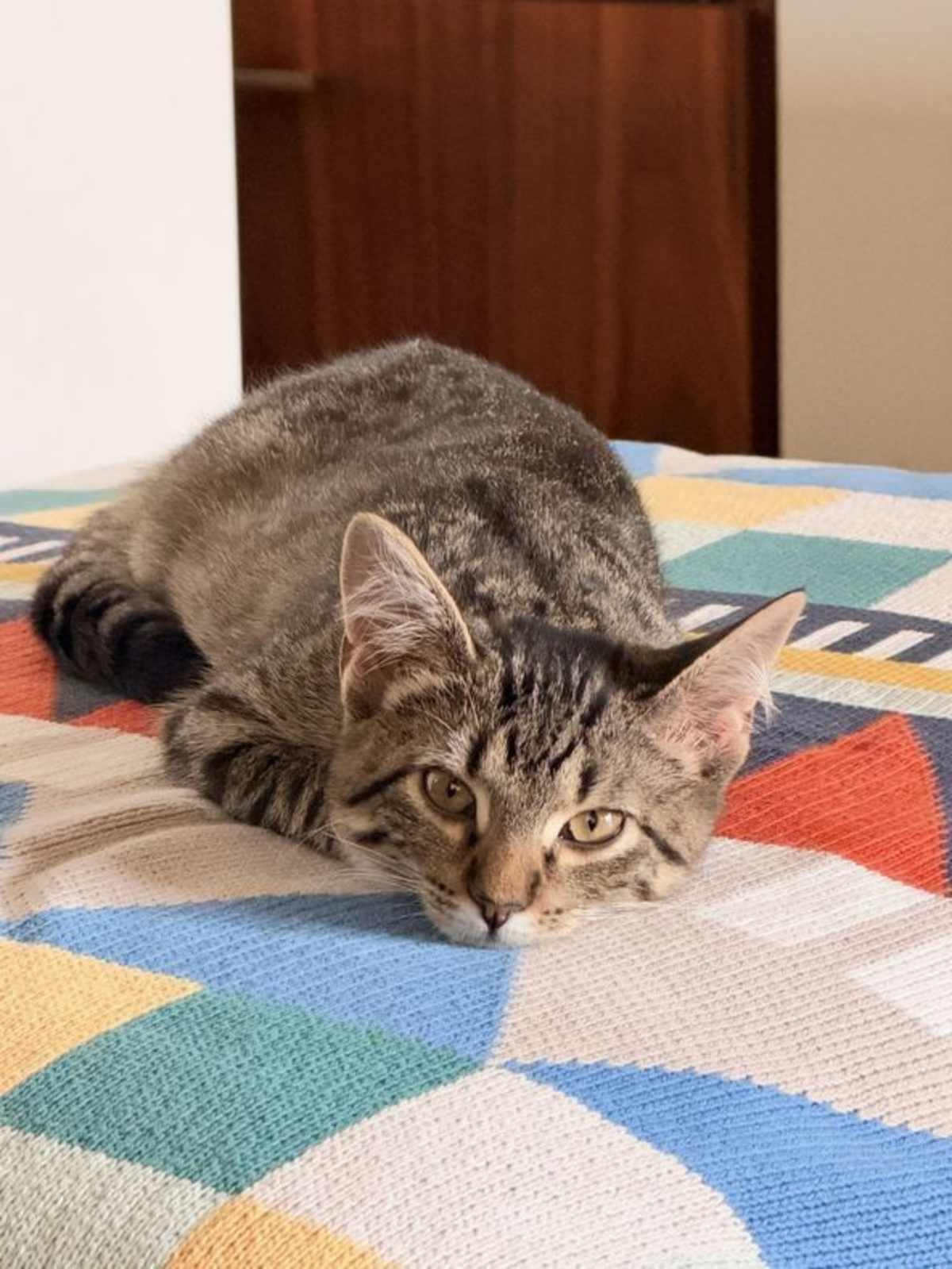 SPICE (BONDED TO OREO) - Domestic Shorthair available for adoption