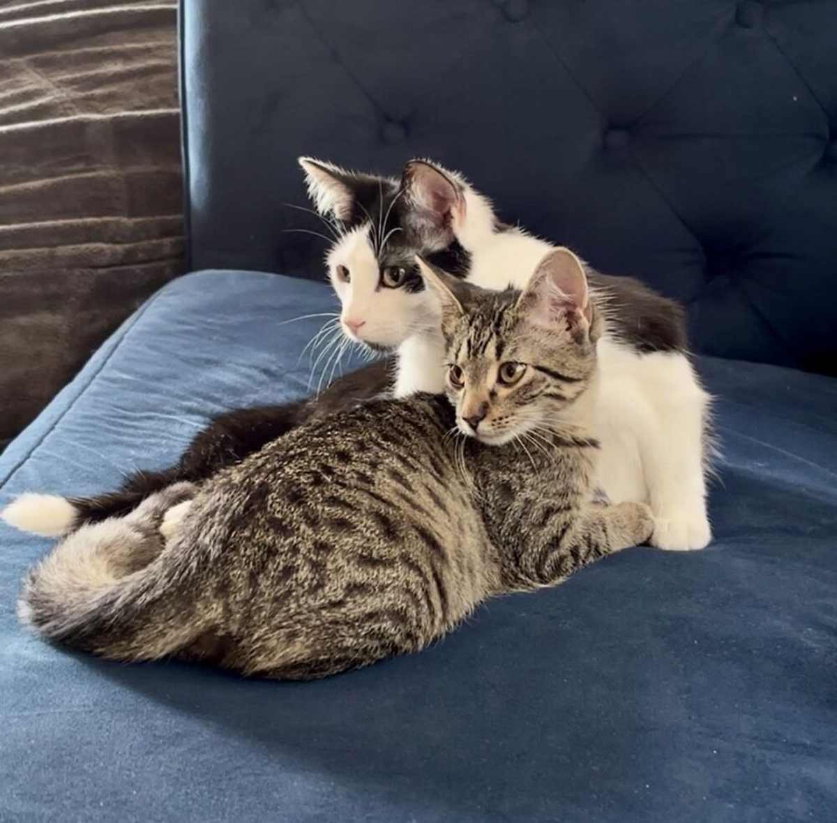 SPICE (BONDED TO OREO) - Domestic Shorthair available for adoption