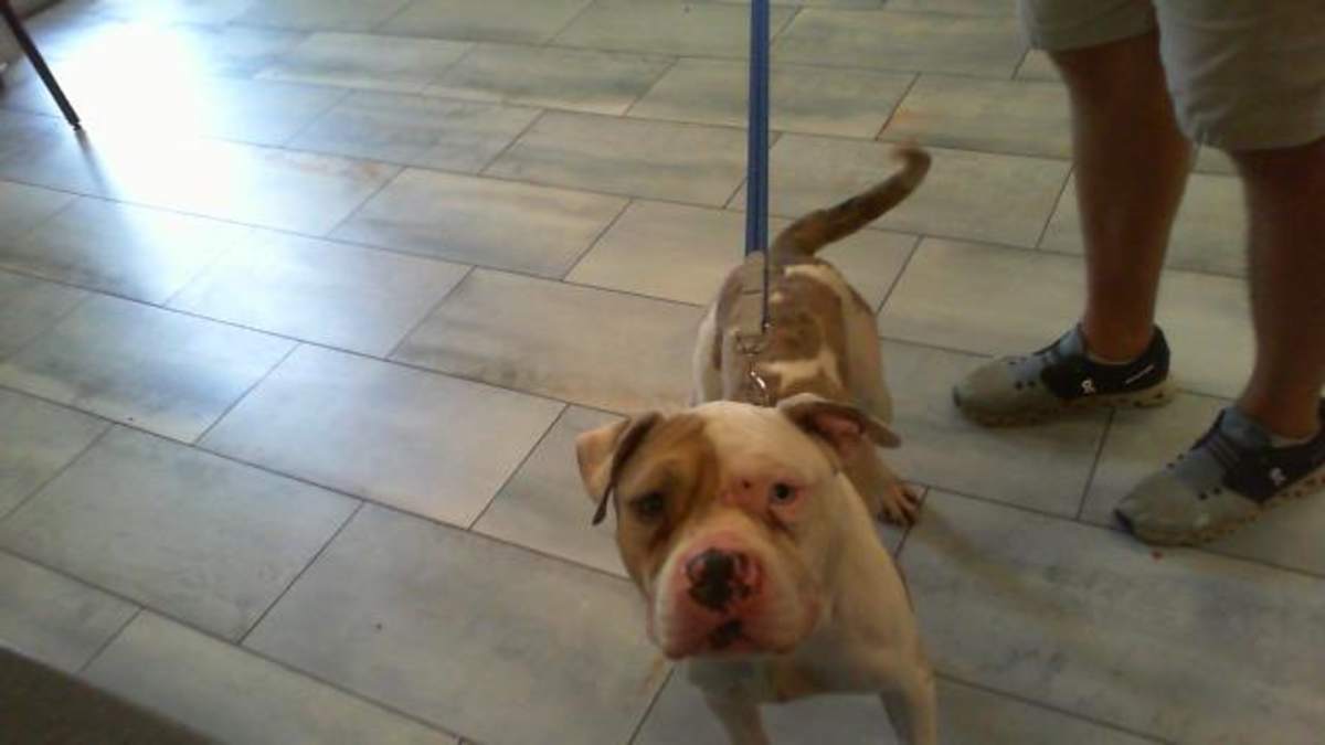 AKAZA - American Staffordshire Terrier available for adoption