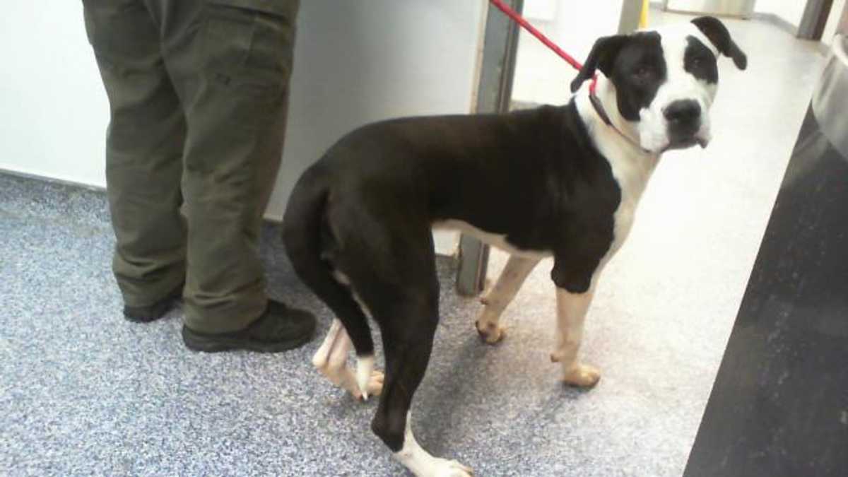 UNNAMED - American Pit Bull Terrier available for adoption