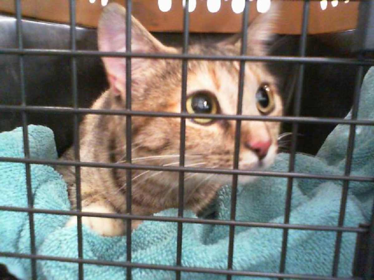 UNNAMED - Domestic Shorthair available for adoption